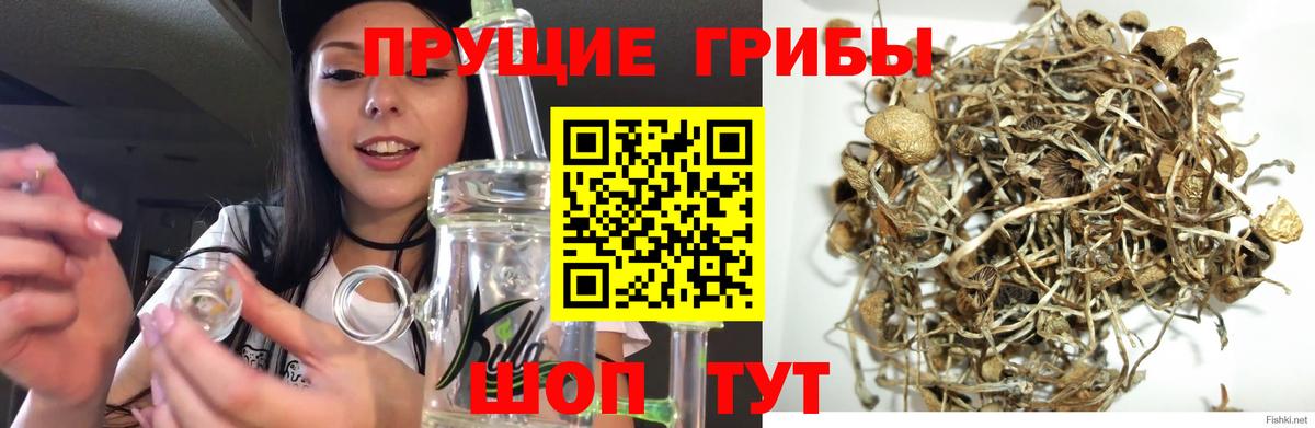 Псилоцибиновые грибы Cubensis  Вход с VPN  сколько стоит  Сальск 